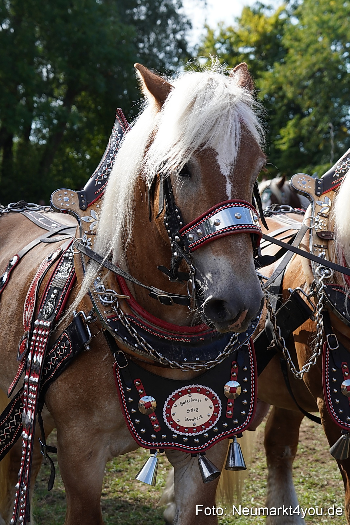 Pferde und Fohlenschau 2022 0198 